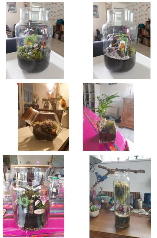 Terrarium